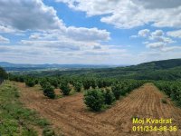 Nekretnina: Mladenovac, Kosmaj - Oglavci, plac 9ha