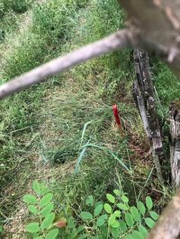 Nekretnina: Plac 23ari u gradjevinskoj zoni,1/1,cist,ravan