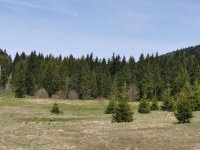 Nekretnina: Na prodaju dva placa u blizini Mitrovca na Tari