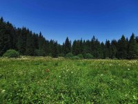 Nekretnina: Na prodaju dva placa u blizini Mitrovca na Tari