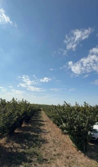 Nekretnina: Plantaža lešnika-Sremska Mitrovica-Ležimir 378ari