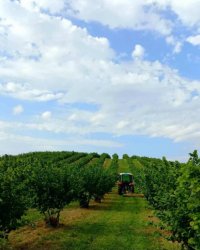 Nekretnina: Plantaža lešnika-Sremska Mitrovica-Ležimir 378ari