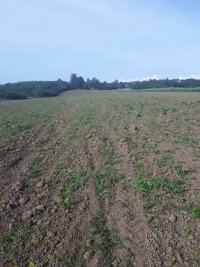 Nekretnina: Placevi na prodaju Mladenovac-Vlaška