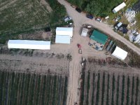 Nekretnina: Prodajem zasad borovnice Sabac-Varna