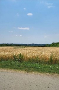 Nekretnina: Njiva Barajevo-Veliki Borak