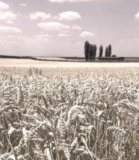 Nekretnina: Nezaboravan plac sa pogledom na Dunav ID#4401