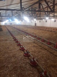 Nekretnina: Grocka - Umčari - Farma na 19a ID#24917