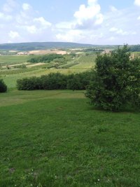 Nekretnina: ATRAKTIVAN PLAC NA FRUŠKOJ GORI – IRIG / HOPOVO