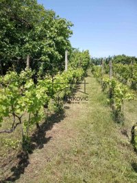 Nekretnina: Vikendica u Berkasovu ID#7189