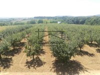 Nekretnina: Jedinstvena Ponuda-Građevinsko Zemljište na obroncima Fruške Gore - Vrdnik ID#7194