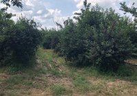 Nekretnina: Na prodaju vrhunski voćnjak trešnje 3 ha – Kolari kod Smedereva