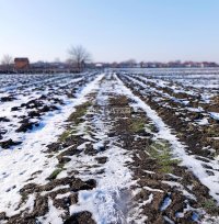 Nekretnina: Bavaništanski put, građevinski plac, povoljno
