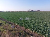 Nekretnina: Placevi za prodaju 1/1 vlasništvo ID#599479