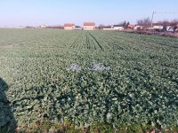 Nekretnina: Placevi za prodaju 1/1 vlasništvo ID#599479