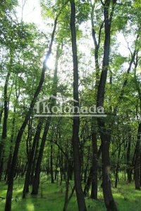 Nekretnina: Bagremova šuma nadomak Sopota – 53 ara ID#3926