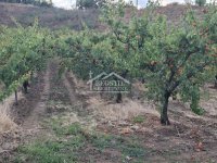 Nekretnina: Plac - Zaklopača - 9ari ID#25533