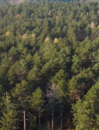 Nekretnina: Plac: Lučić ograda - Divčibare